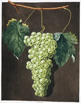 Vitis: Vitis sp. royal muscadine grape