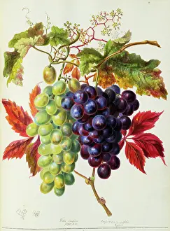 Vitis: Vitis sp. vine grapes