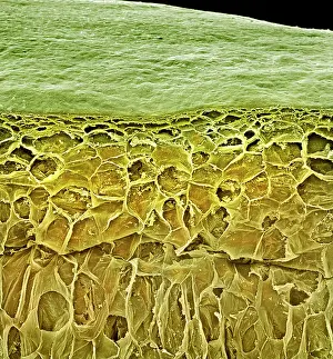Vitis: Vitis sp. white grape