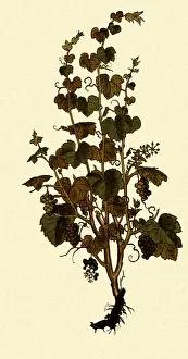 Spice: Vitis vinifera