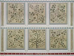 Vitis: Vitis vinifera, grape