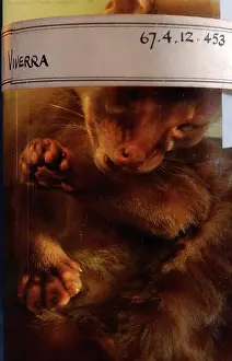 Civet: Viverra sp. civet