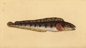 Blennius: Viviparous eelpout, Zoarces viviparus