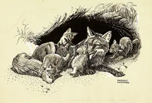 Foxes: A vixen with her cubs