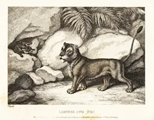 John Gay: A vixen and a lioness discuss the size of their broods