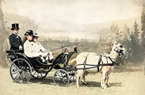 Voiture: Voiture De Chevres