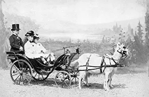 Voiture: Voiture De Chevres