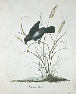 Endeavour: Volatinia jacarina, blue-black grassquit