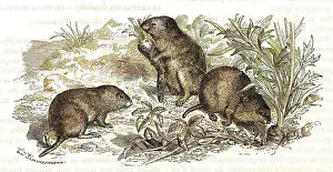 Vole: Voles and vegetables