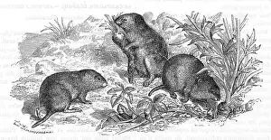 Carrots: Voles and vegetables