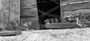 Kuibyshev: Volga State Forest Hunting Farm