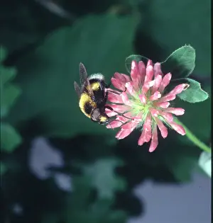 Hover Fly: Volucella sp. hover-fly