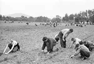 Tachezy: Volunteer workers - students