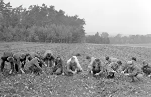 Beets: Volunteer workers - students - minimal wage