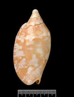Gastropod: Voluta aulica