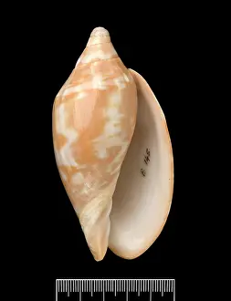 Gastropod: Voluta aulica