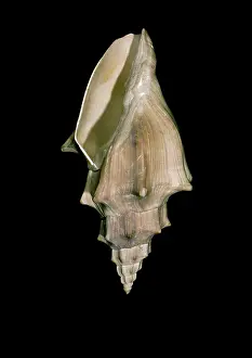 Fortey: Voluta muricina, gastropod