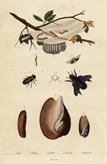 Volute: Volute, beetle, carpenter bee and moth