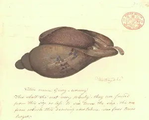 Volute: Volute shell
