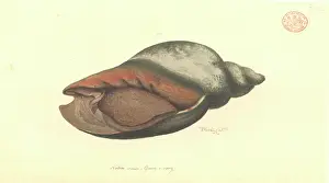Volute: Volute shell