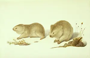 Theria: Vombatus ursinus, common wombat