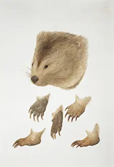 Theria: Vombatus ursinus, common wombat