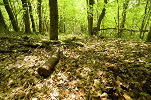 Vieil: Vosges - Hartmannsweilerkopf