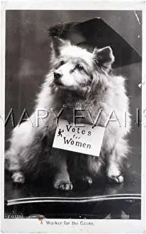 Wistfully: VOTES FOR WOMEN DOG