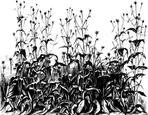 Inheritance: De Vries Experimental Garden