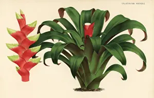 Vriesea: Vriesea heliconioides