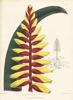 Kings Road: Vriesea platynema