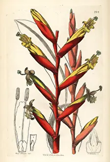 Vriesea: Vriesea psittacina