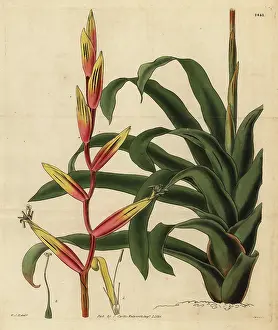 Vriesea: Vriesea psittacina