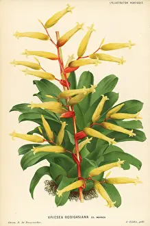 Epiphyte: Vriesea rodigasiana