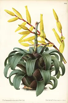 Vriesea: Vriesea saundersii