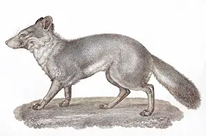Littoralis: VULPES LITTORALIS