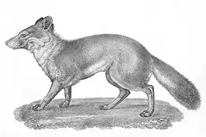 Littoralis: VULPES LITTORALIS