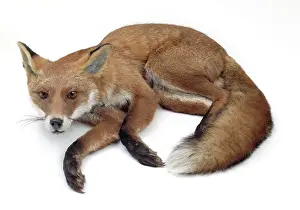 Vulpes: Vulpes vulpes, a red fox