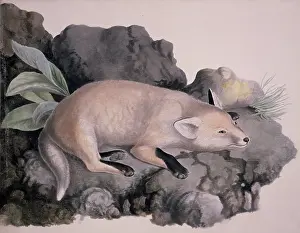 Macgillivray: Vulpes vulpes, red fox