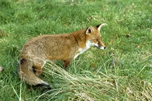 Vulpes: Vulpes vulpes, red fox