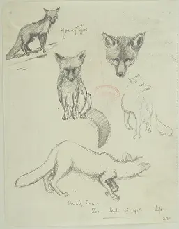 Caniformia: Vulpes vulpes, red fox