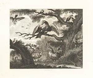 Tyranny: The Vulture, the Sparrow and Other Birds