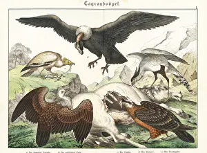 Carrion: Vultures and condor on a horse carcass
