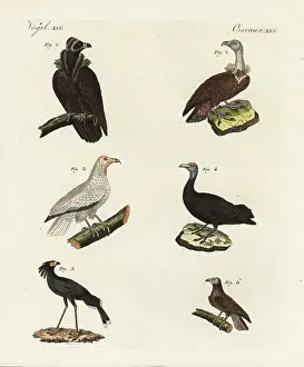 Sagittarius: Vultures and eagles