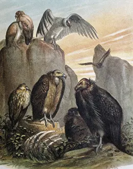 Falconidae: Vultures. Engraving after a drawing by a F.Padro