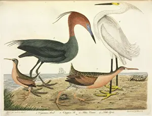 Ornithological: Wading bird illustration by Alexander Wilson
