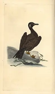 Marinus: Wagel gull, young of the great black-backed