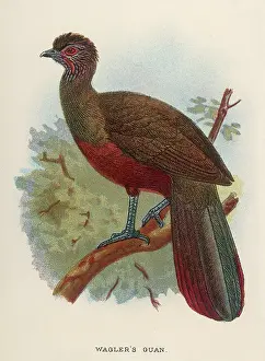Guan: WAGLER'S GUAN
