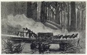 Redwood: A wagon breakdown in the Redwood Forest, California 1884