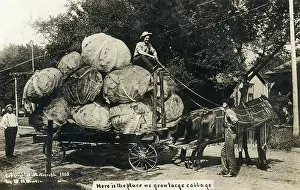 Cabbages: A wagon laden with remarkable giant cabbages
